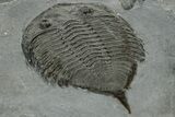 Dalmanites Trilobite Fossil - New York #308243-4